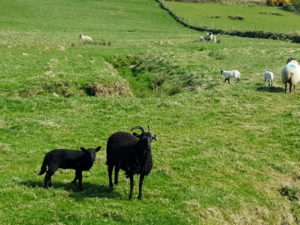 Black sheep and lamb Treasures of Coast and History self-guided cycling tour
