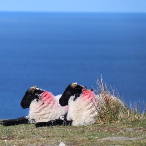 Twin lambs along the Treasures of Coast and History Cycling Route