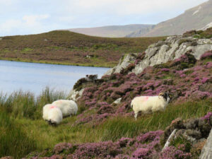 Sheep on heather covered hills