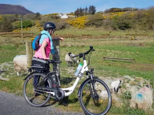 Cyclist with lambs in County Donegal, Ireland