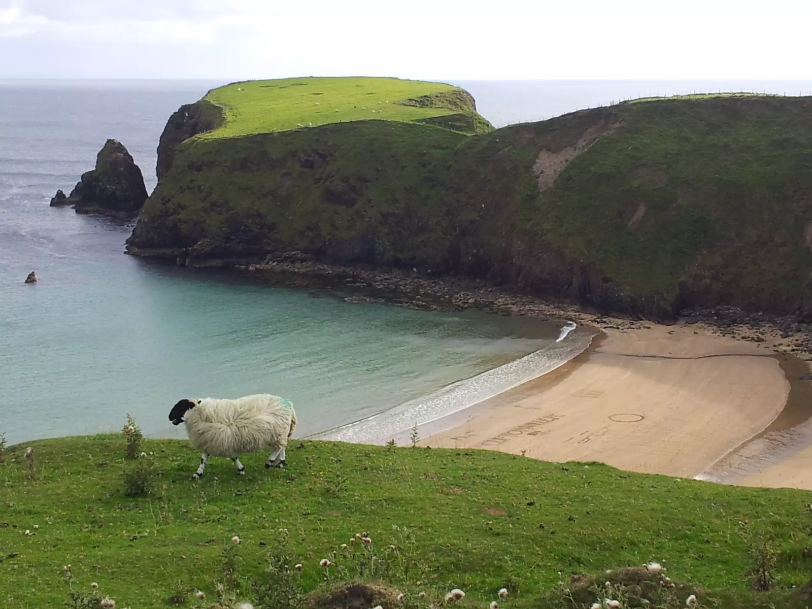 Sheep standing on grassy bank above sandy beach.