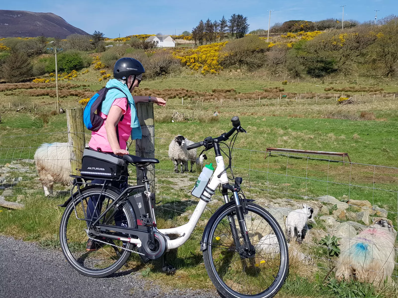 Cyclist standing at roadside looking at sheep and lambs in a field