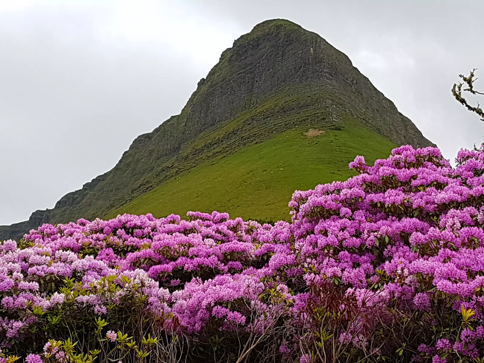 Bright purple rhododendron growing beneath steep peak.