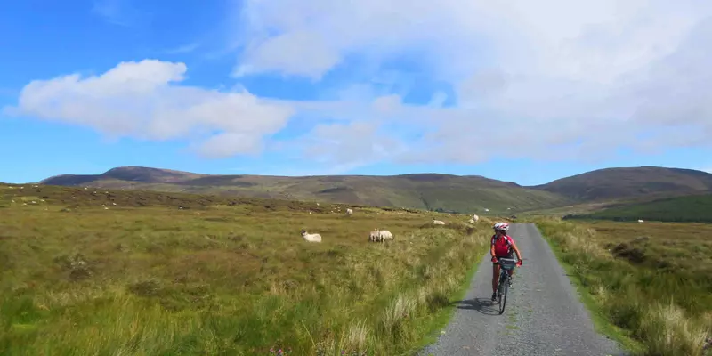 Cyclist wearing red on country road with sheep in fields at roadside