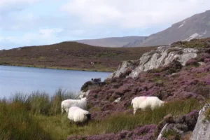 Sheep grazing in blooming heather.