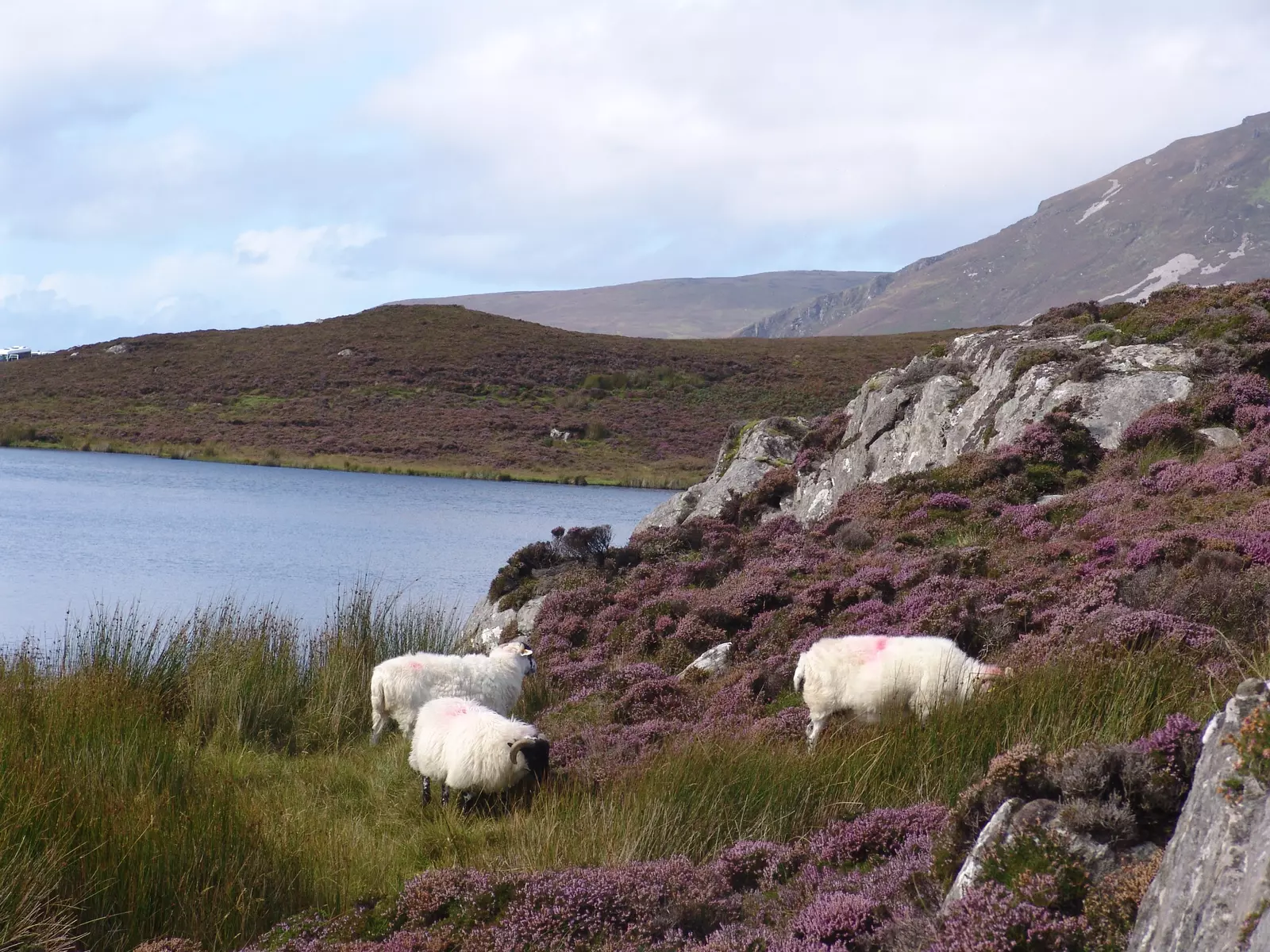 Sheep grazing on heather covered hills beside lake.