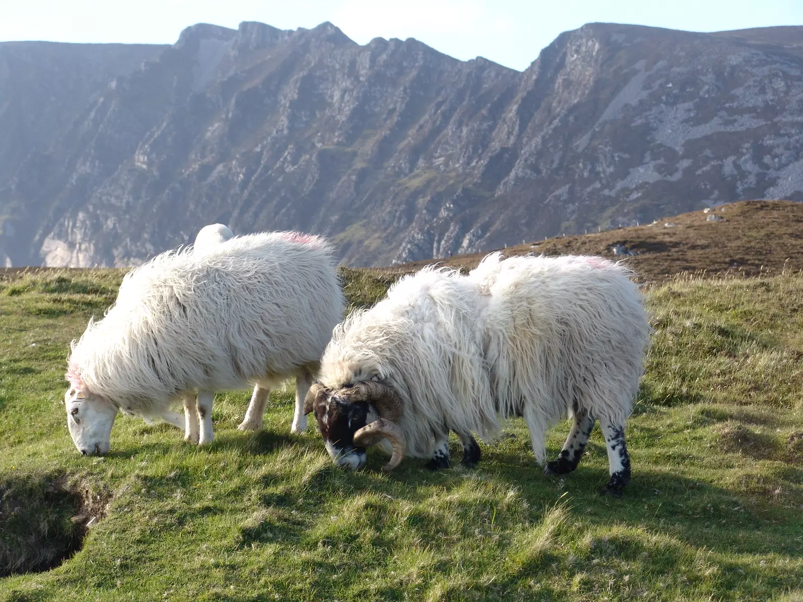 Two sheep grazing with rocky cliff face in the background