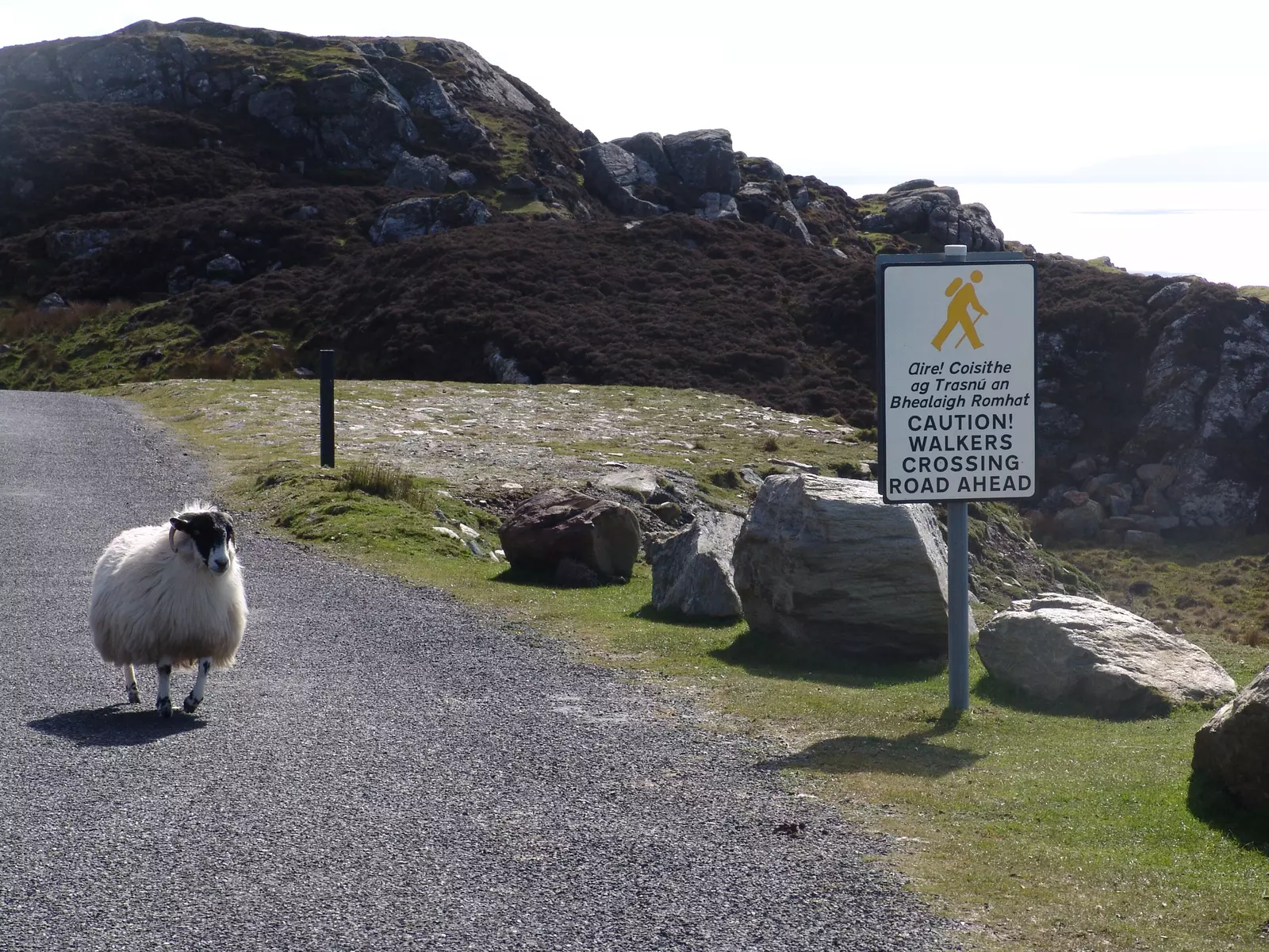 Sheep walking on road with sign saying "Caution Walkers Crossing Road Ahead"