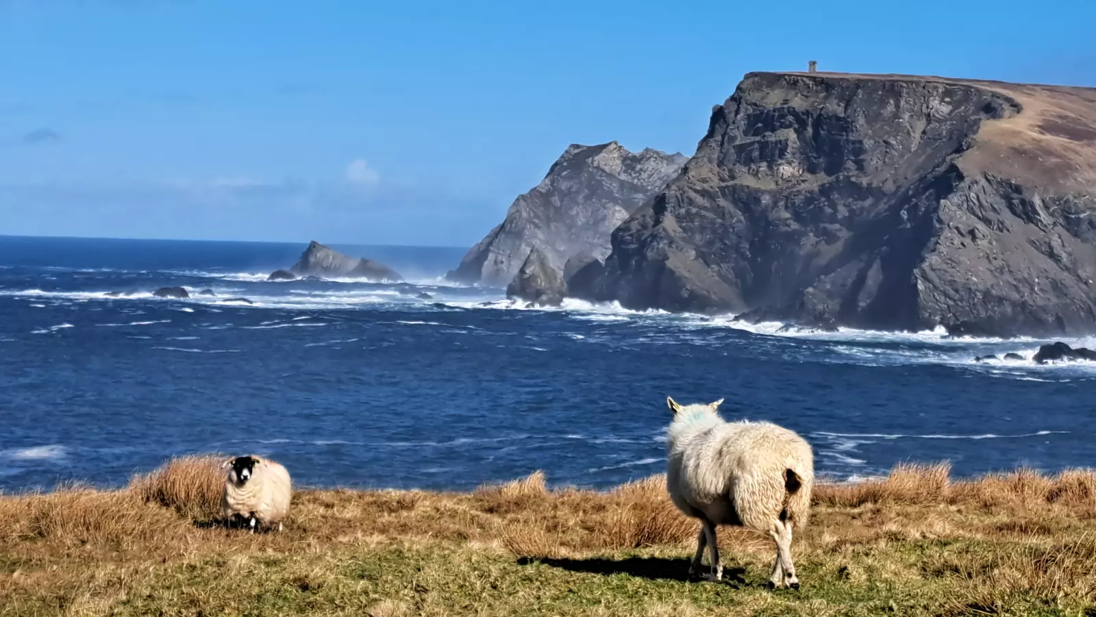 Sheep in field beside coast with rocky headland.