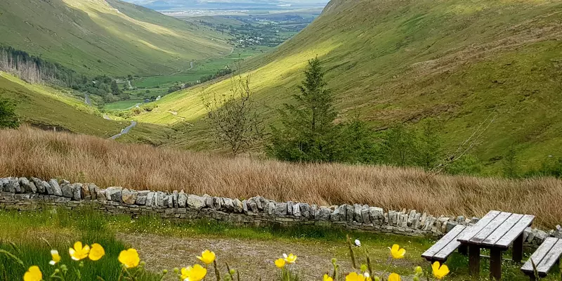 Daffodils blooming above green valley.