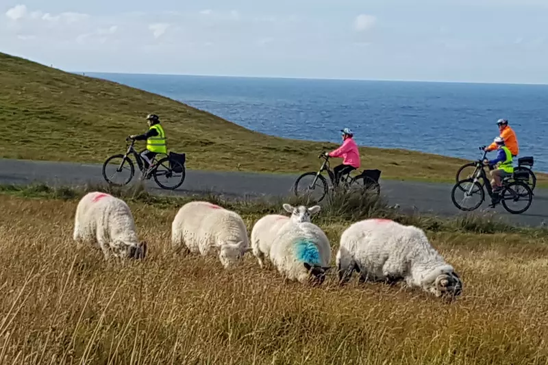 Sheep grazing with cyclists dressed in bright colours passing by.