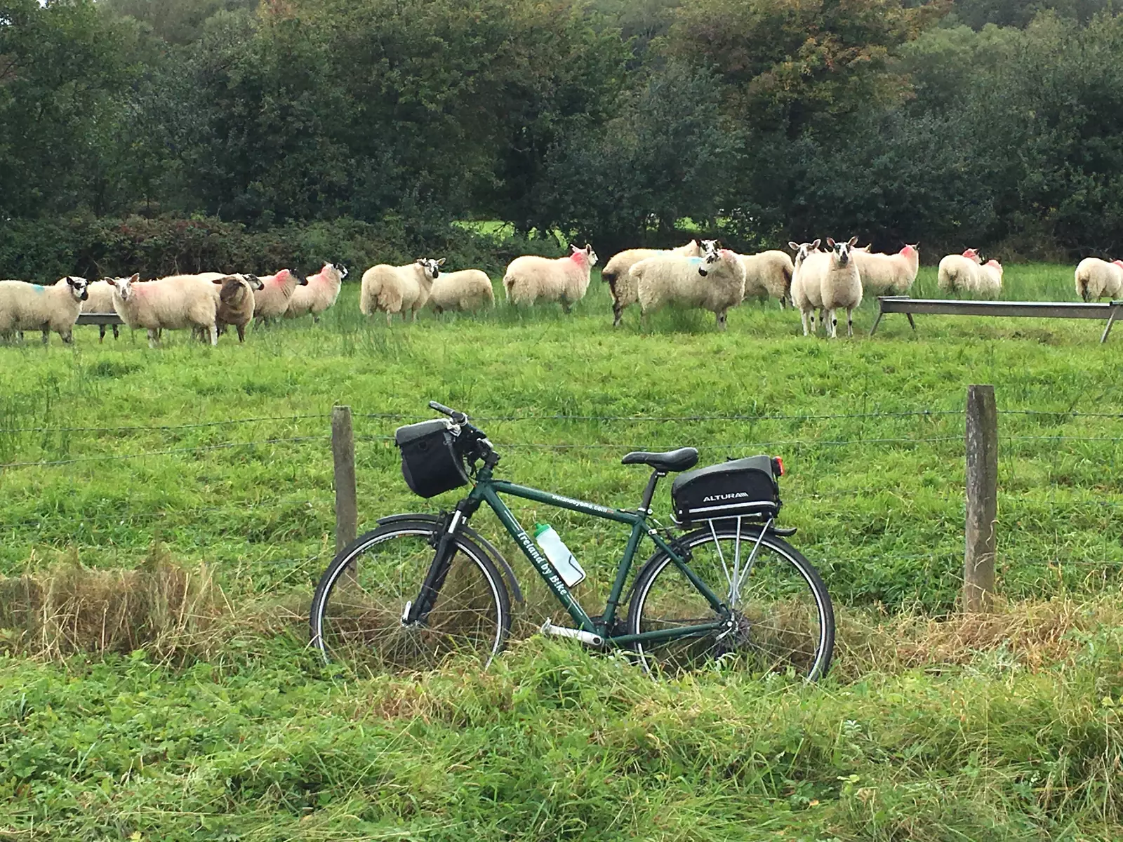 Bicycle leaning against a fence with a flock of sheep in a green field.