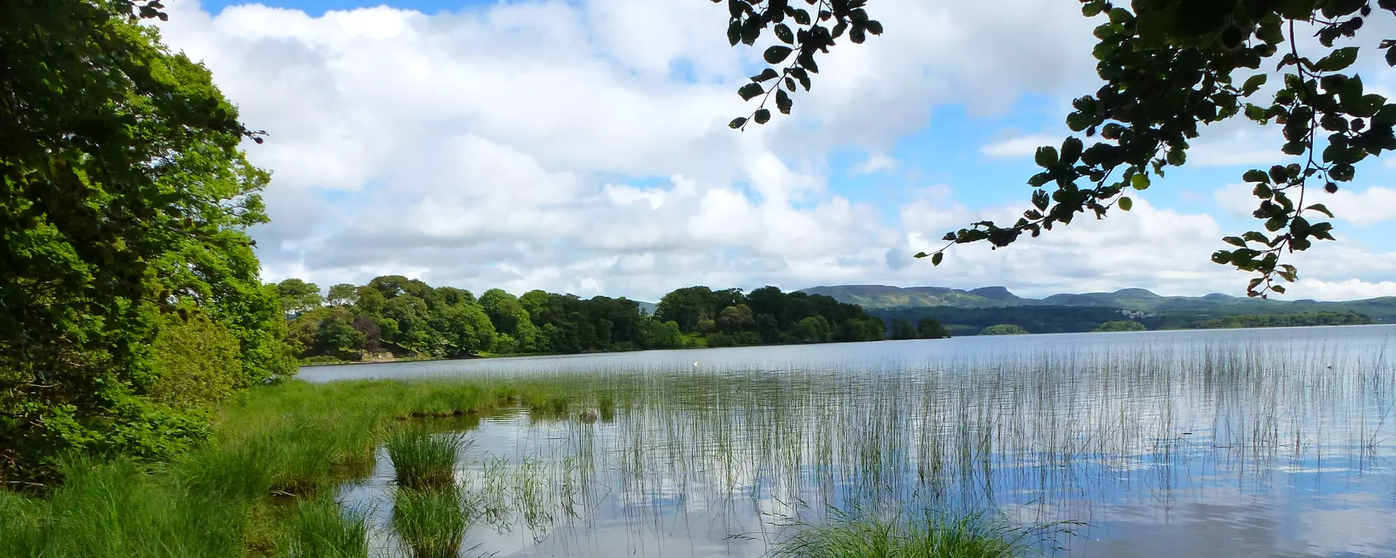 Lake with overhanging branches and sky with clouds.