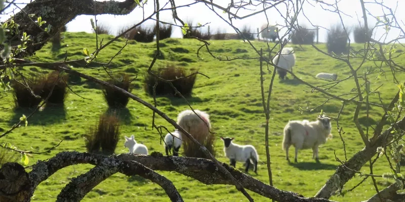 Sheep an young lambs in a field seen through branches of trees.