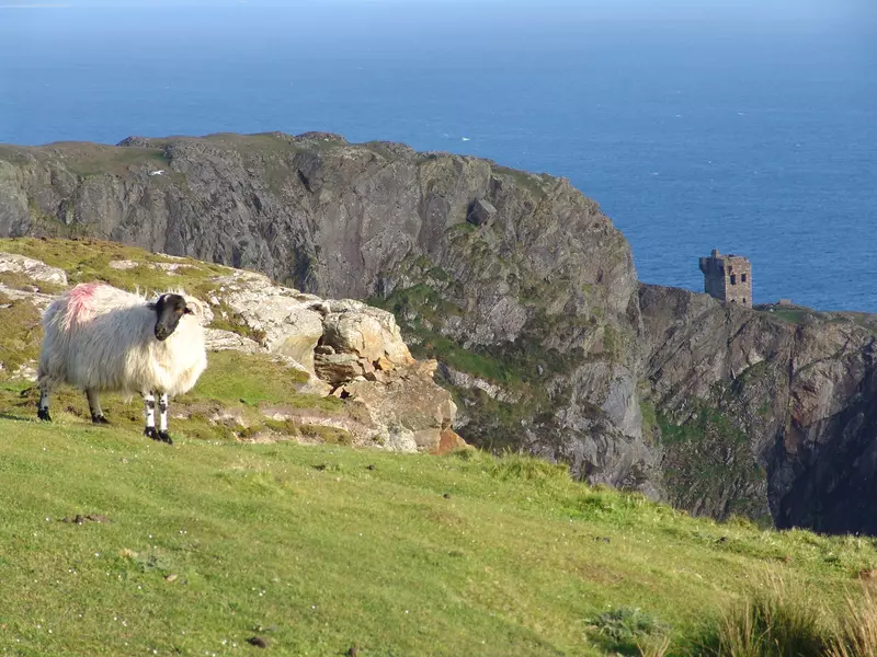 Sheep along rocky coastline.
