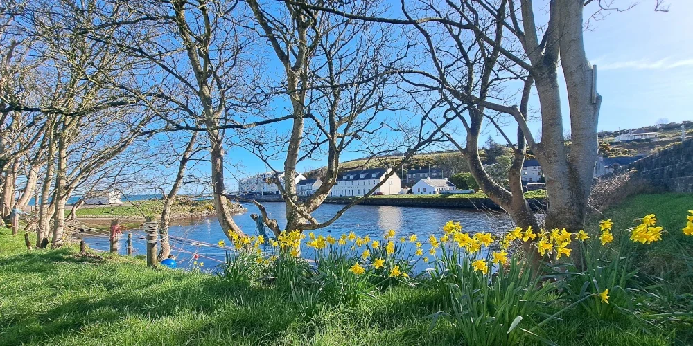 Daffodils in Bloom under trees with water, white buildings and blue sky.
