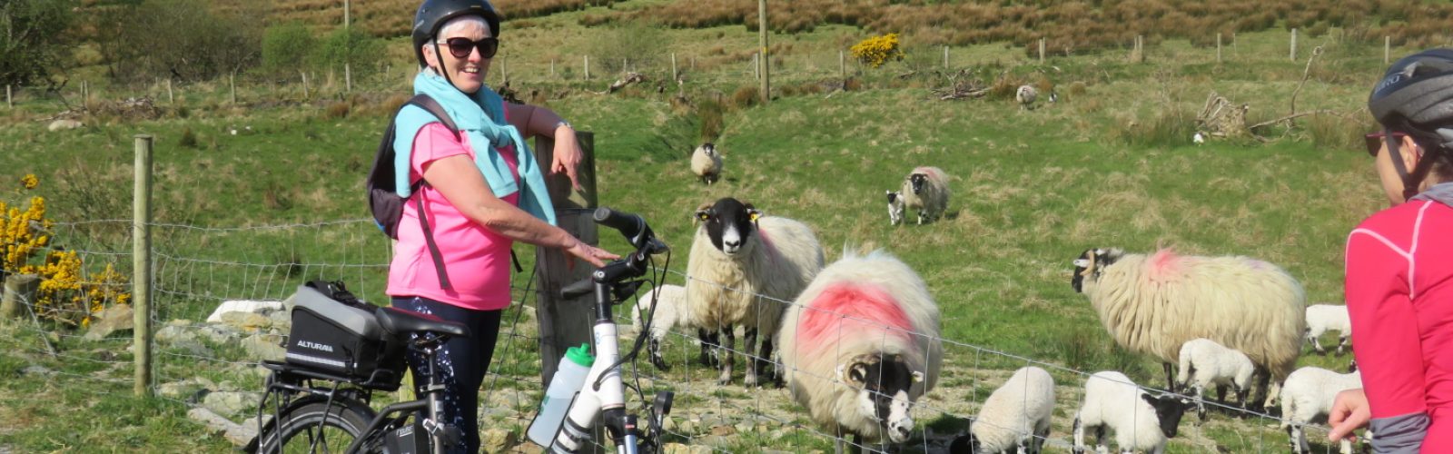 Admiring young lambs on cycle in County Donegal